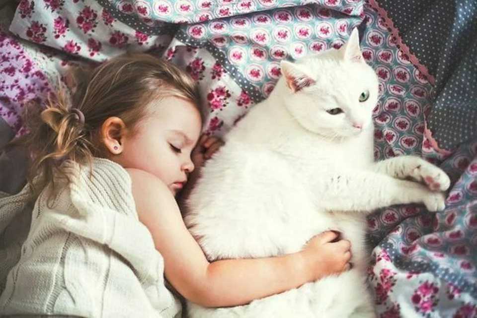  Яндекс картинки