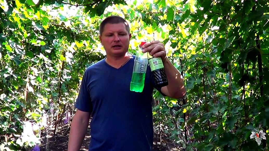 Давид алавердян схема обработки винограда