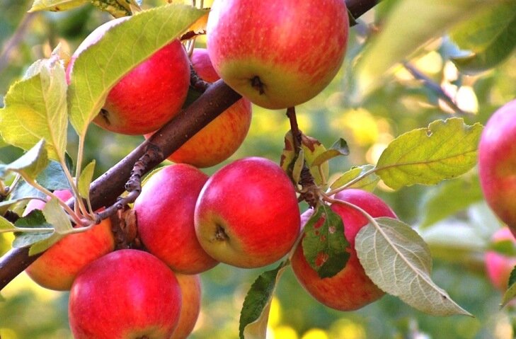 Просто яблоня.