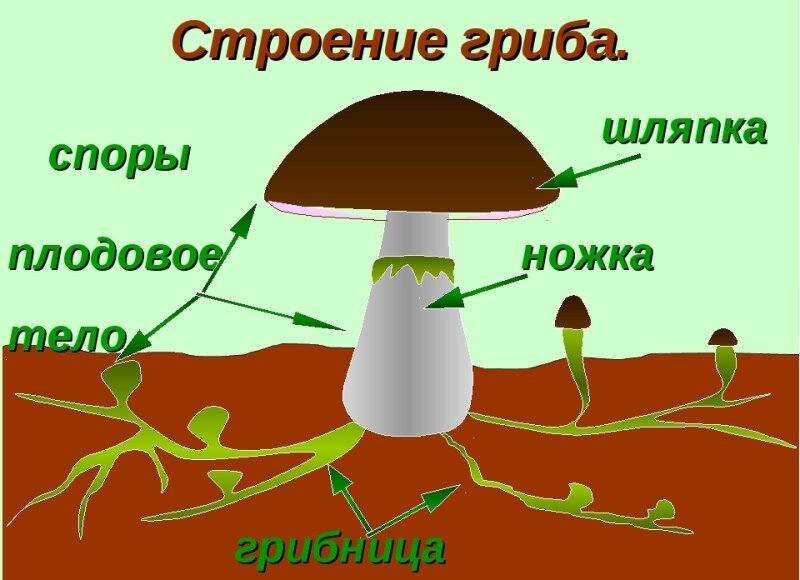 Схема строения шляпочного гриба