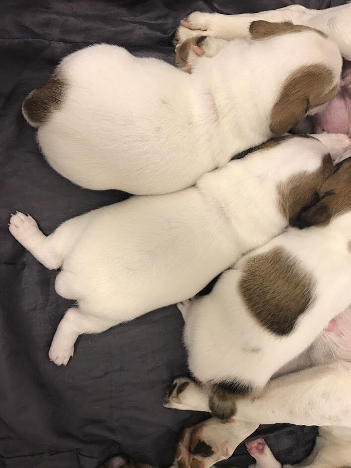 Девочка лягушка, собака выросла,а привычки остались