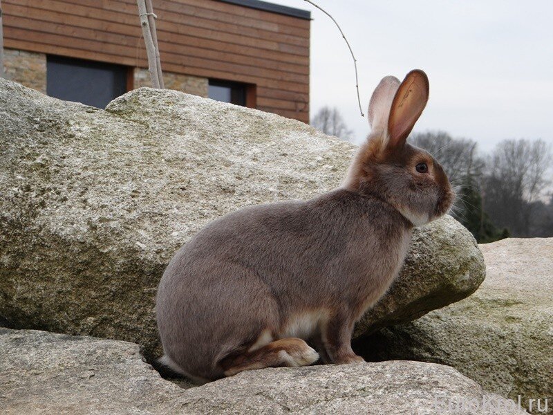 Яндекс картинки