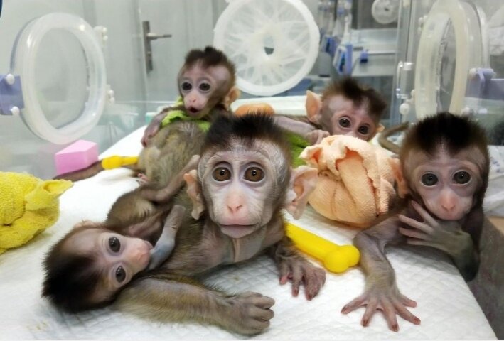 Эксперимент 2018 года. 5 обезьянок в лаборатории