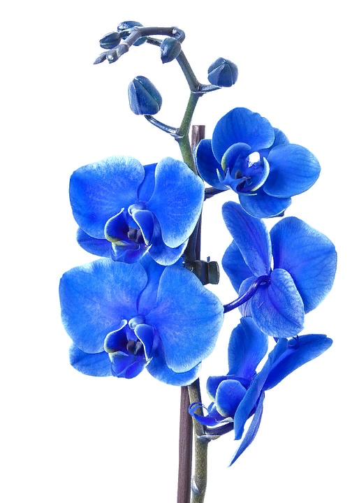 https://pixabay.com/photos/phalaenopsis-orchid-colored-blue-1858681/