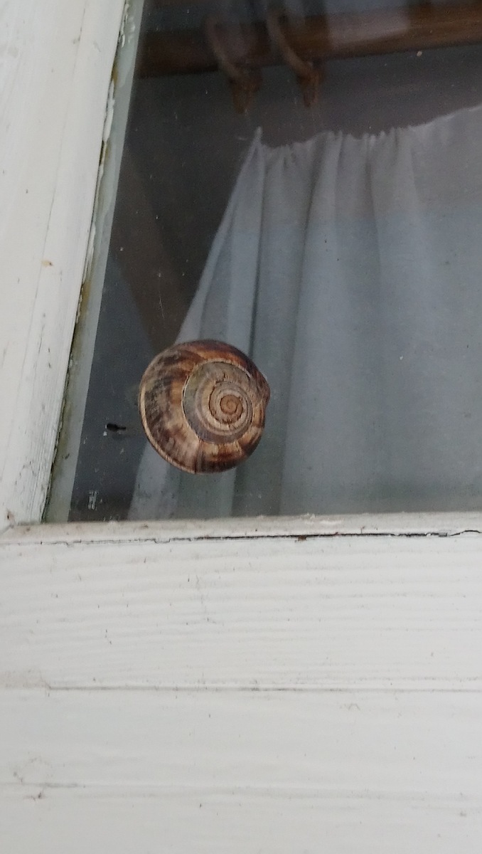 улитки десятками обитают