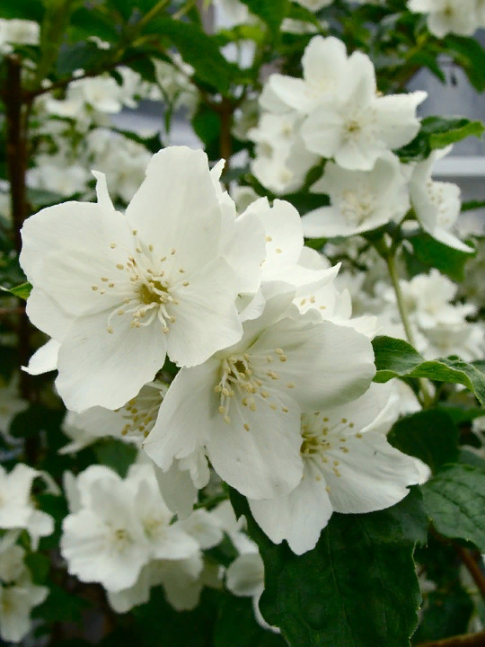 https://pixabay.com/photos/jasmine-wildflower-343844/