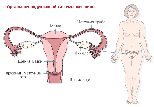 Перекрут яичника – причины, симптомы, лечение кисты придатков