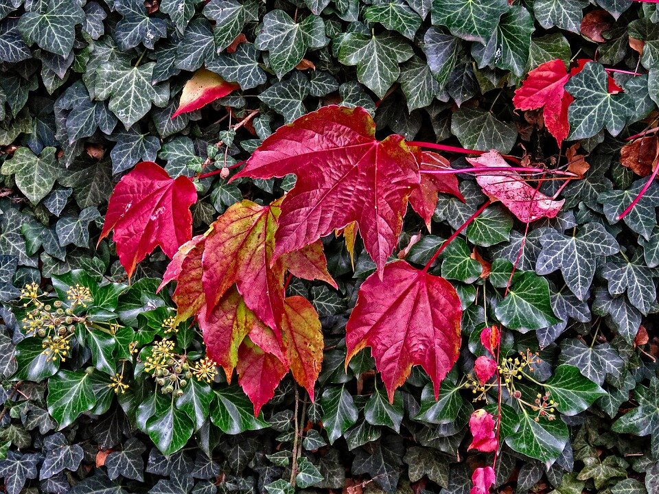 https://cdn.pixabay.com/photo/2017/11/02/23/58/fall-2912970_960_720.jpg
