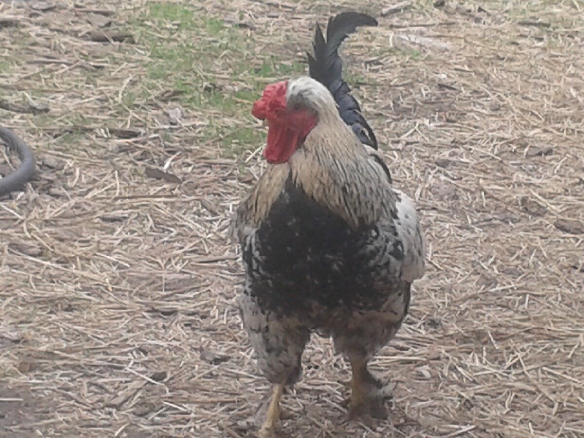 Летнее фото.