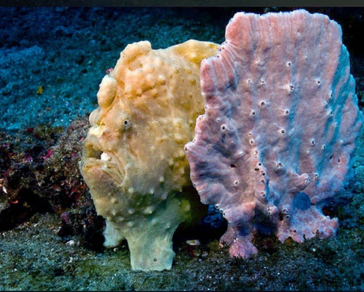 Рыба-удильщик (Antennarius pictus) https://pin.it/vbcv23uj5iwxfb