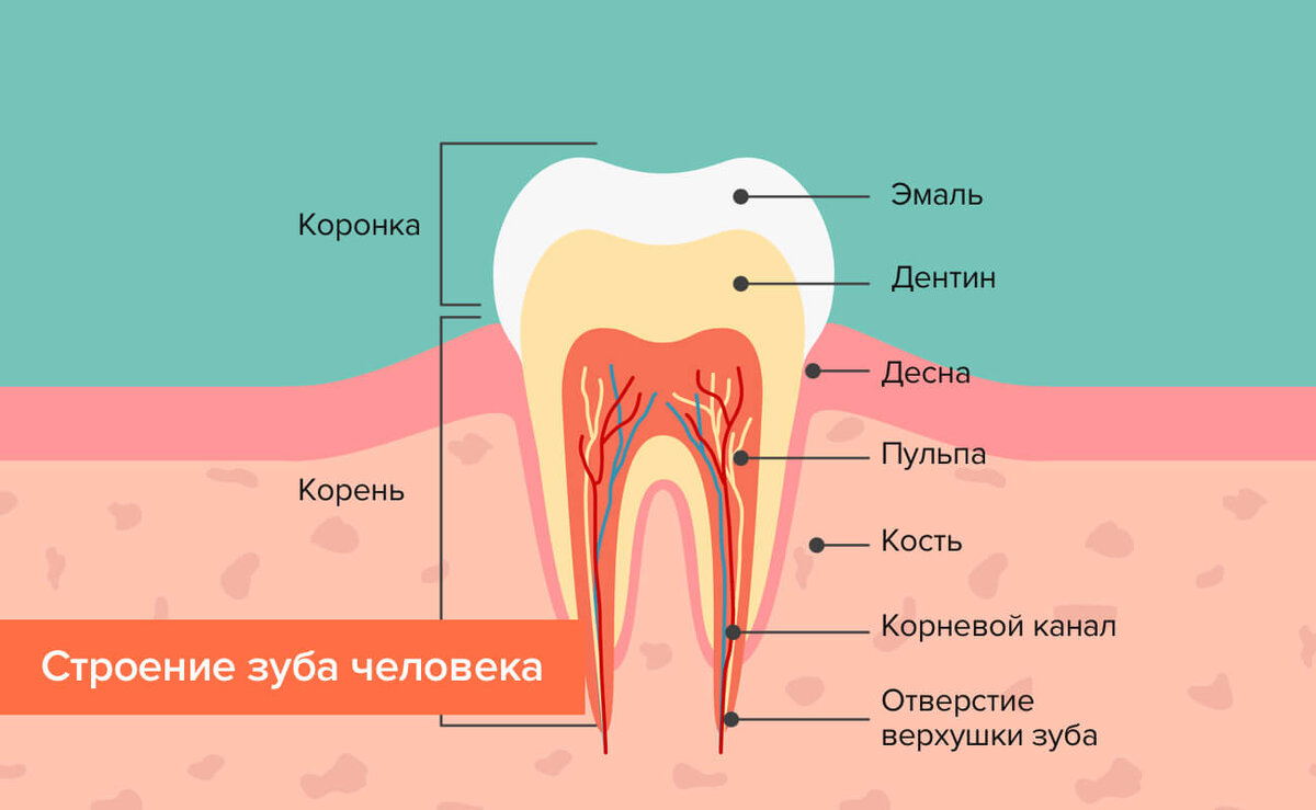 Схема зуба в разрезе