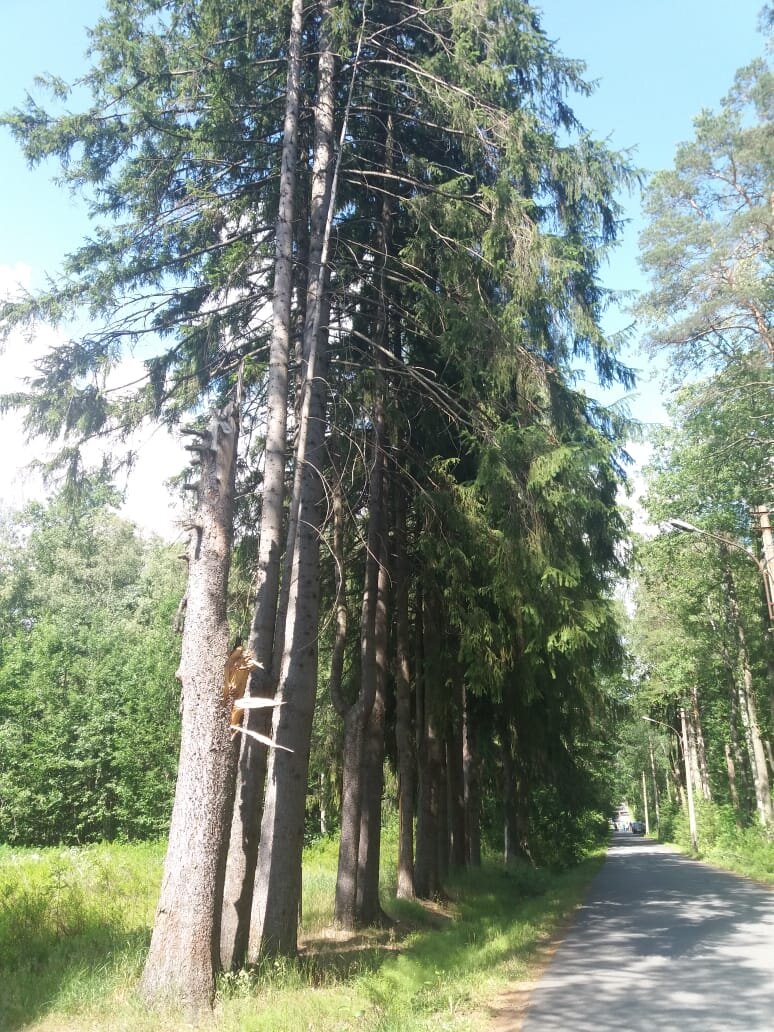 Дорога к экотропе