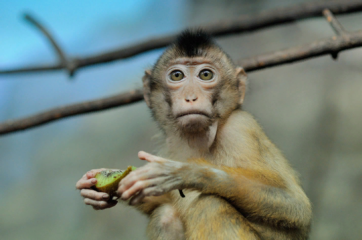 «Экзоопарк» в ТРЦ РИО