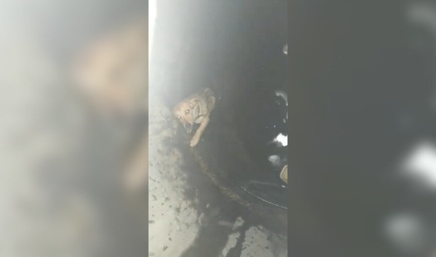 Кадр из видео: очевидец