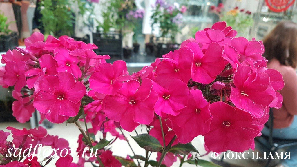 Фото флокса Пламя