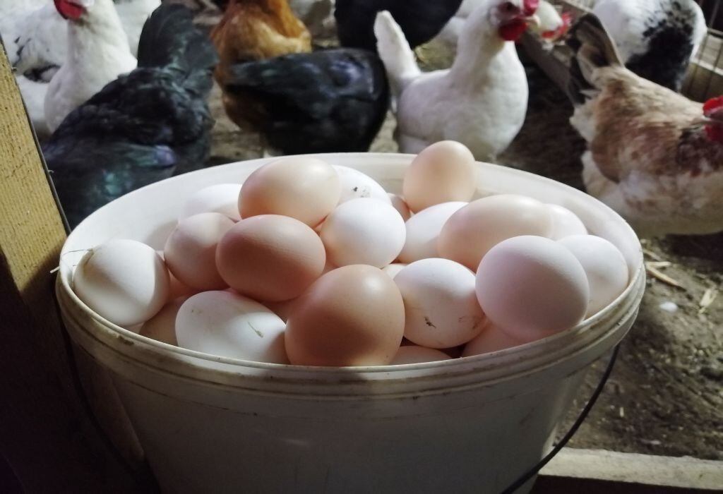 Сколько стоит домашние куры. Домашние яйца. Яйцо домашнее куриное. Яйцо домашнее с курицей. Яйца домашних кур.