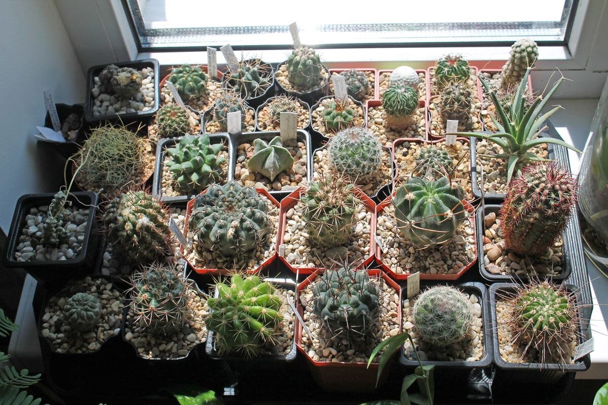 Моя коллекция кактусов (пока что помещается на одном подоконнике)