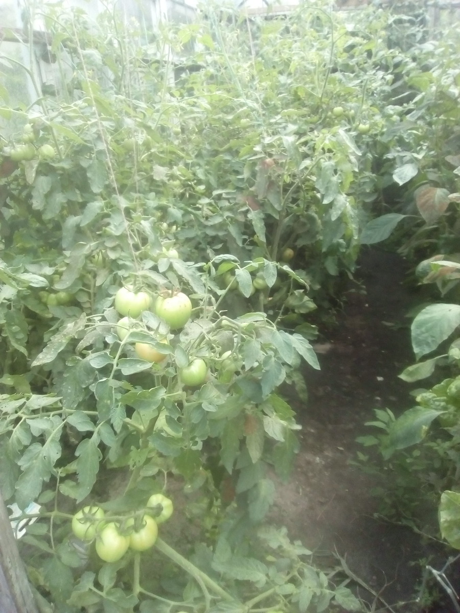 Томаты в моей теплице. Источник фото: личный фотоархив.