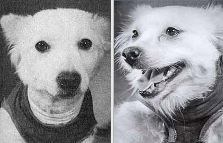 Собаки-космонавты Жулька и Жемчужина. (фото из интернета)