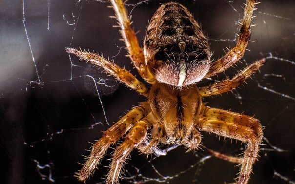 Прядущий  мизгирь (паук)