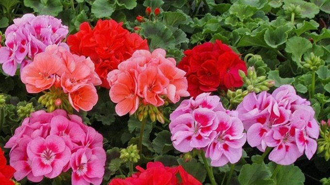 фото с яндекс.картинки