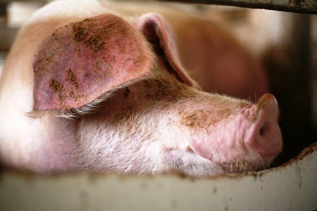 Цианоз кожи ушей у свиней
