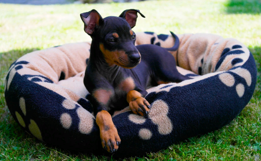 Из свободных источников.