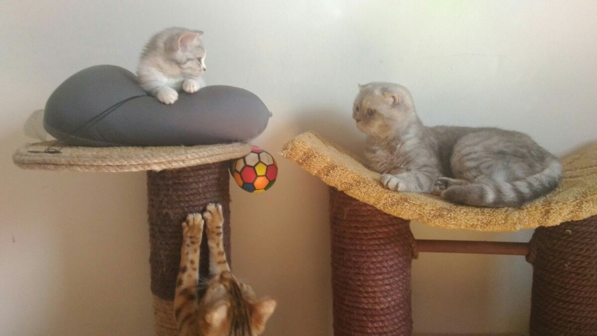 Котенок-страйт с большими ухами, мама-фолд и бенгальское вторжение