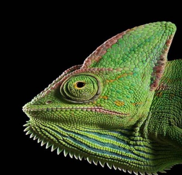 человек хамелеон арт. человек хамелеон. девушка хамелеон. человек хамелеон. человек хамелеон.