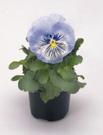Виола виттрока Cats® Light Blue. Ссылка на изображение https://www.benary.de/article-images/max343x269/viola-wittrockiana-cats-light-blue-x0530-1.jpg