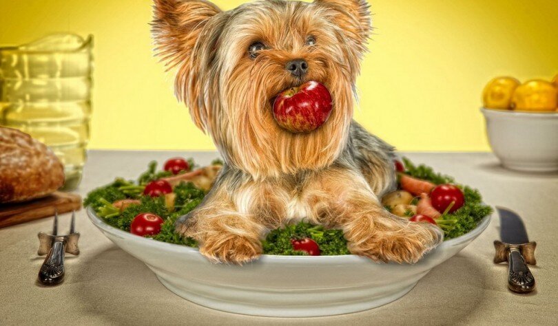 Йоркширские терьеры - маленькая декоративная порода собак с очень проблемной пищеварительной системой.