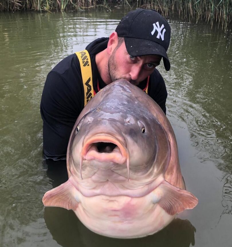 Источник: онлайн-журнал CarpFishing Media http://carpfishing-media.com/2018/11/23/novyj-mirovoj-rekord-karp-vesom-51-kg-200-g/ 