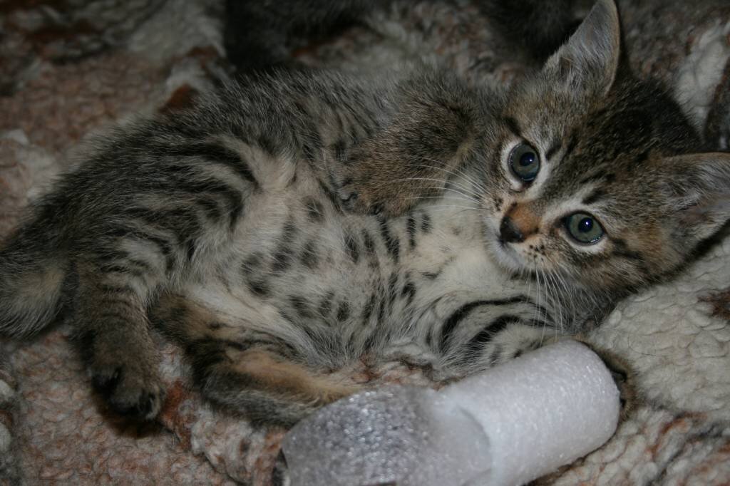 Очень похож на варежку 