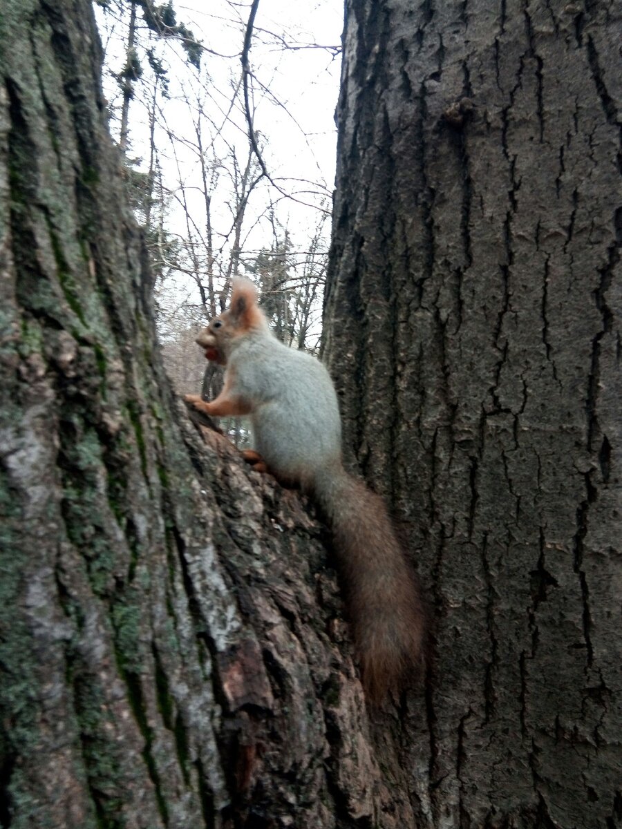 Белка видимо тоже заходит в гости