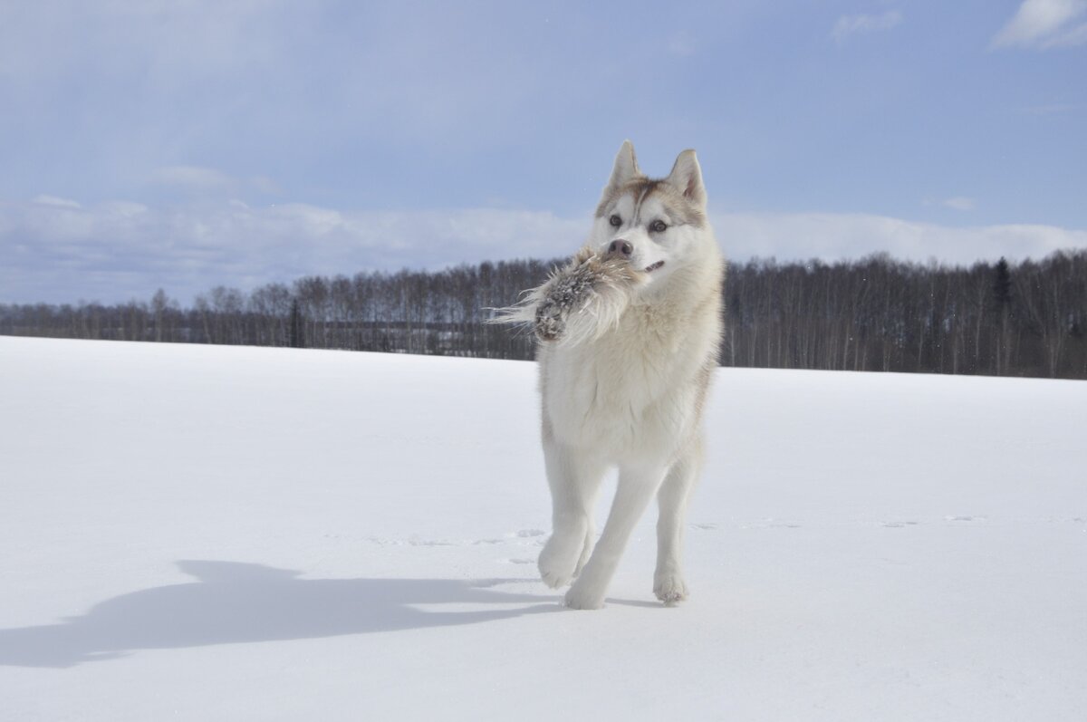 Это Барса стащила игрушку и бежит прятать