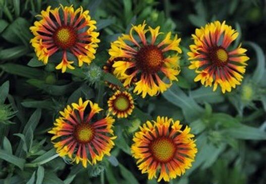 Гайлардия остистая ‘Fire Wheels’. Фото: jelitto.com