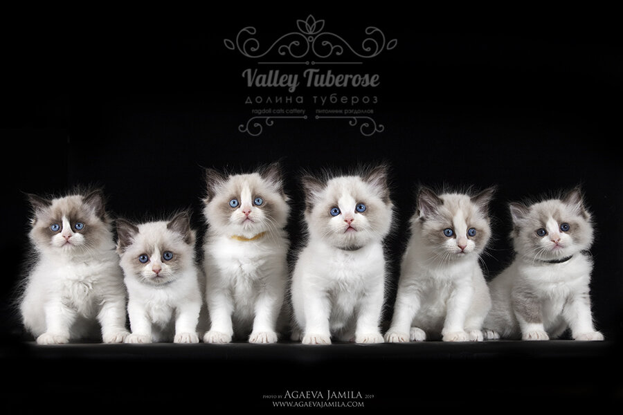 Конан Дойл, Коржик, Кашемир, Кристалл, Карамелька и Компот - наш помет К.