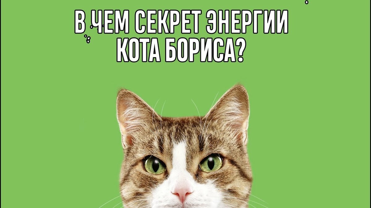 Секрет питания кота Бориса