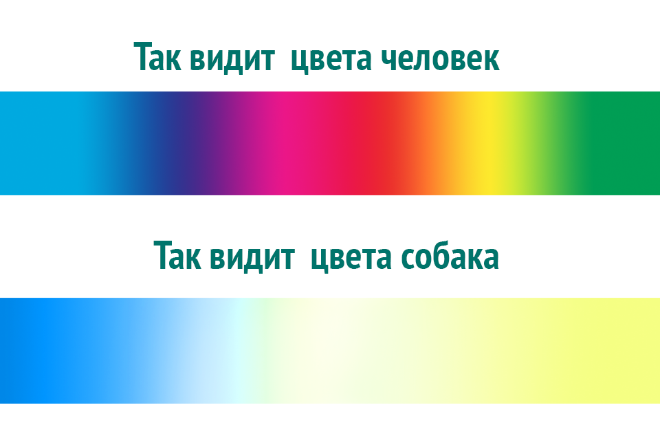 Как видят собаки мир в каком цвете. Какие цвета видят собаки. какими цветами видят собаки. какие цвета не видят собаки. в каком цвете видят собаки окружающий мир.