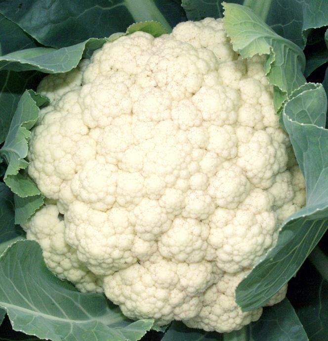 Цветная капуста Коза-Дереза