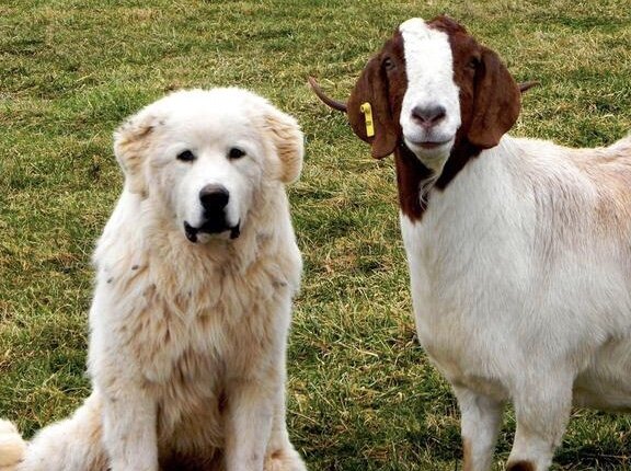 милые бурские козы