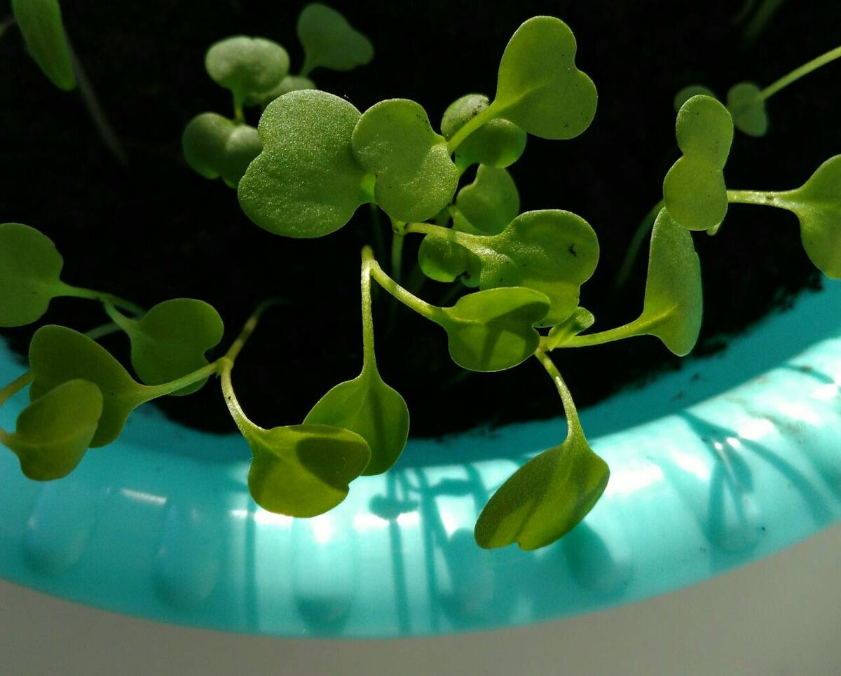 Солнце - лучший друг росточков) 