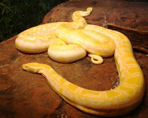 9. Тёмный тигровый питон

Тёмный тигровый питон является одной из самых крупных змей в мире. Это змея тёмного цвета с коричневыми пятнами, расположенными вдоль спины. Этот питон альбинос обитает в японском зоопарке.
