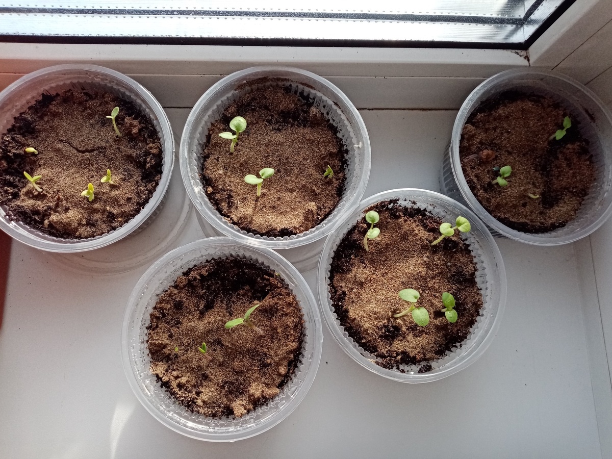 Всходы пеларгонии