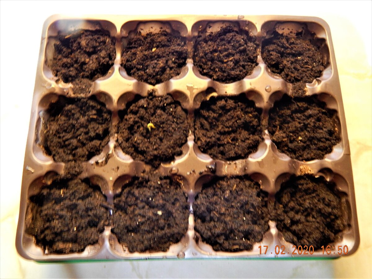 В 6 ячейках слева высеяны семена сладкого перца Рамиро (с предварительным замачиванием в ватных дисках), справа семена сладкого перца Giant Aconcagua-Гигантский Аконкагуа (без предварительного замачивания). Виден только один росток, но ещё пять проклюнутся в ближайшие часы.  Фото автора