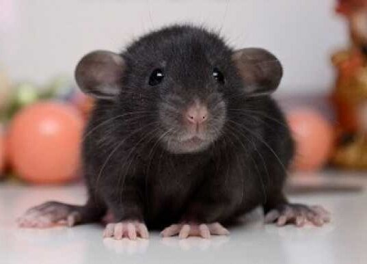 картинка взята из открытого доступа. 