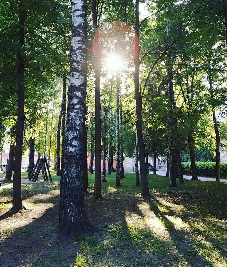 Лето, березы, солнышко...