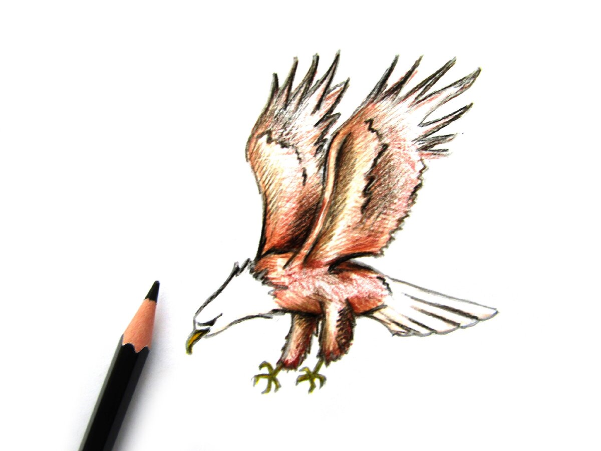 Общие элементы рисования птиц