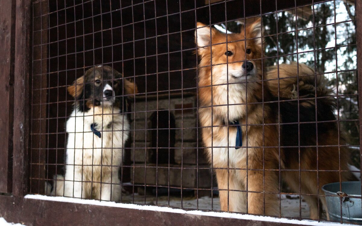 Байконур (слева) и Лис. А Пират в это время бегал в упряжке
