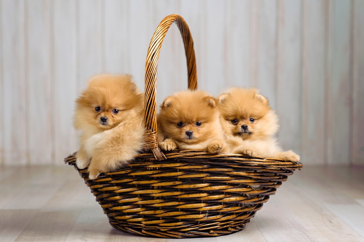 Натуральное питание собак